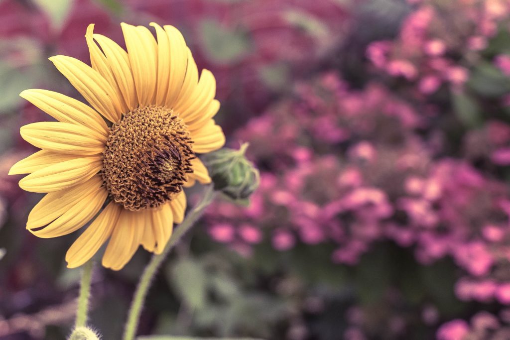 Windswept Sunflower