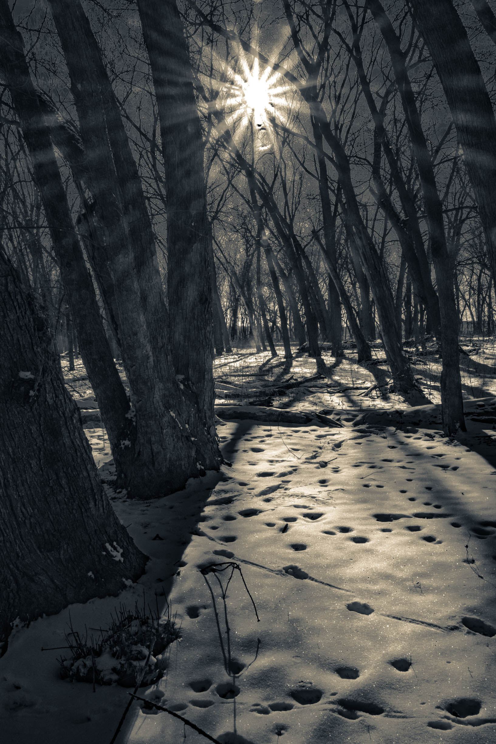 Photographic Print