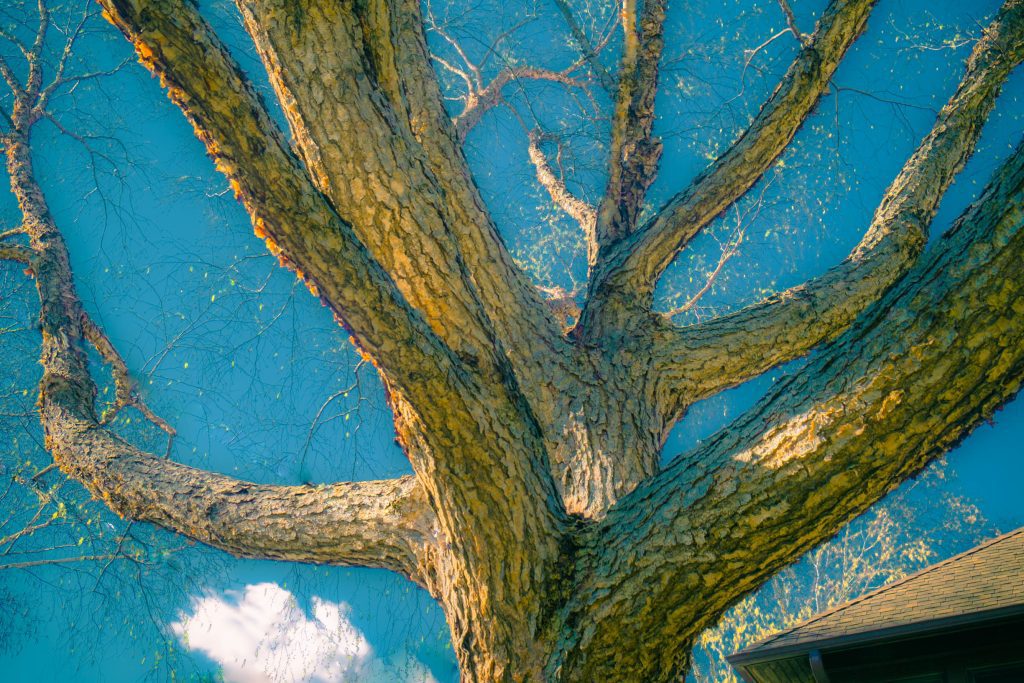Mark's tree