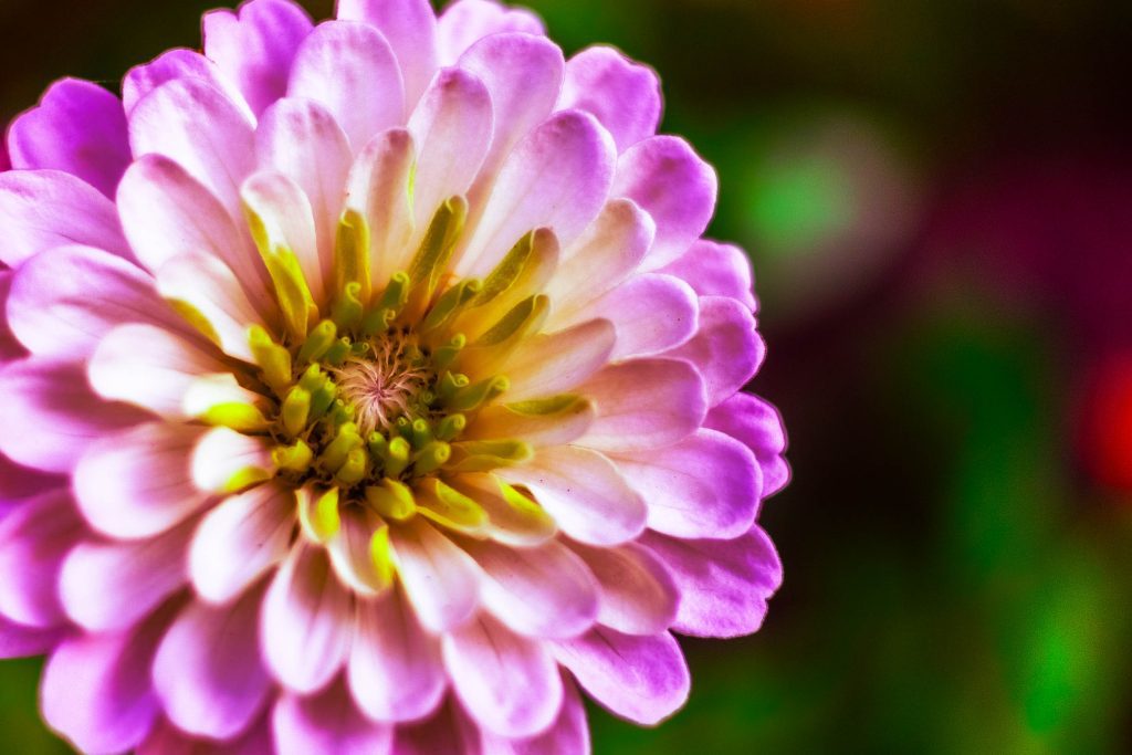 Bursting Zinnia