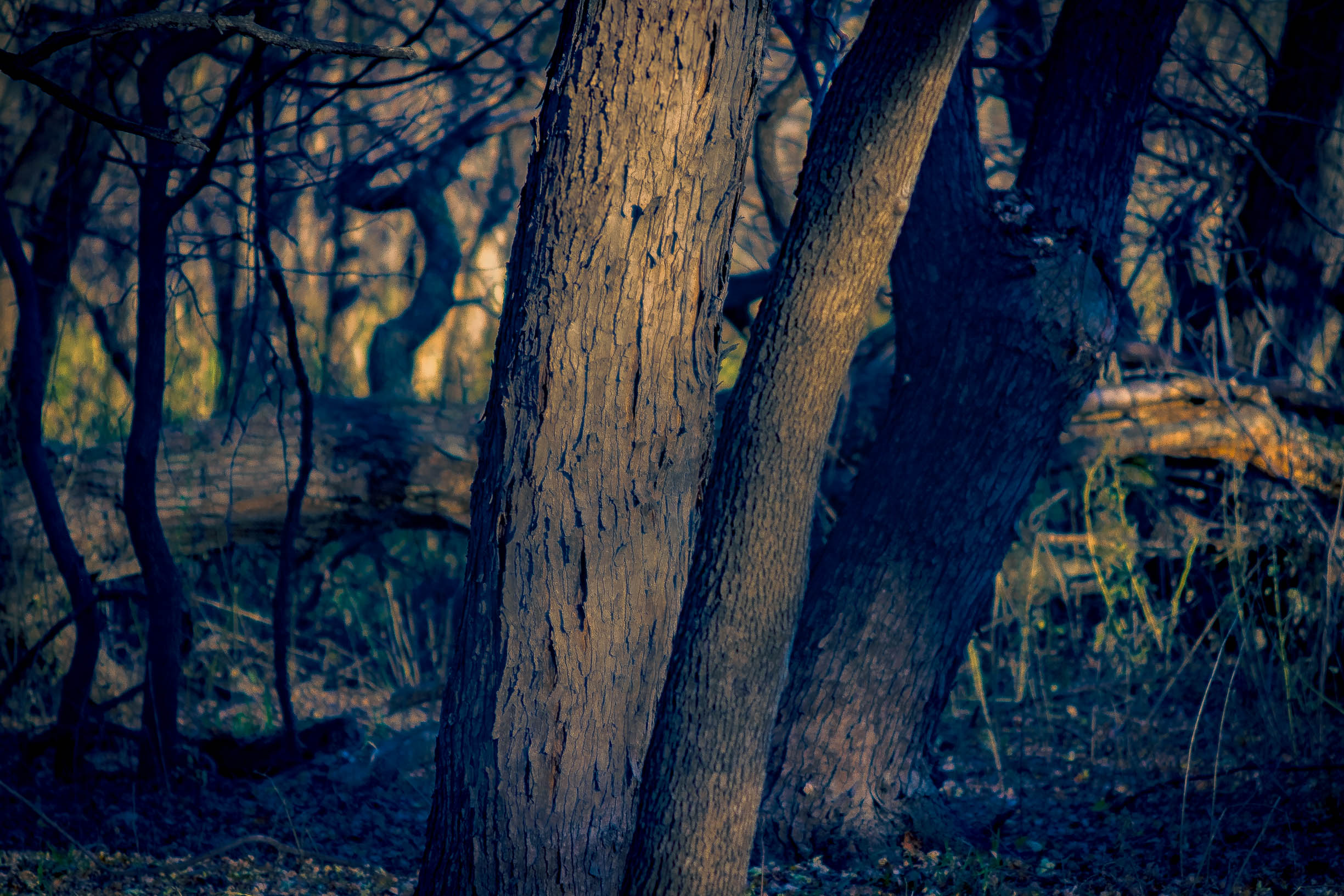 Photographic Print