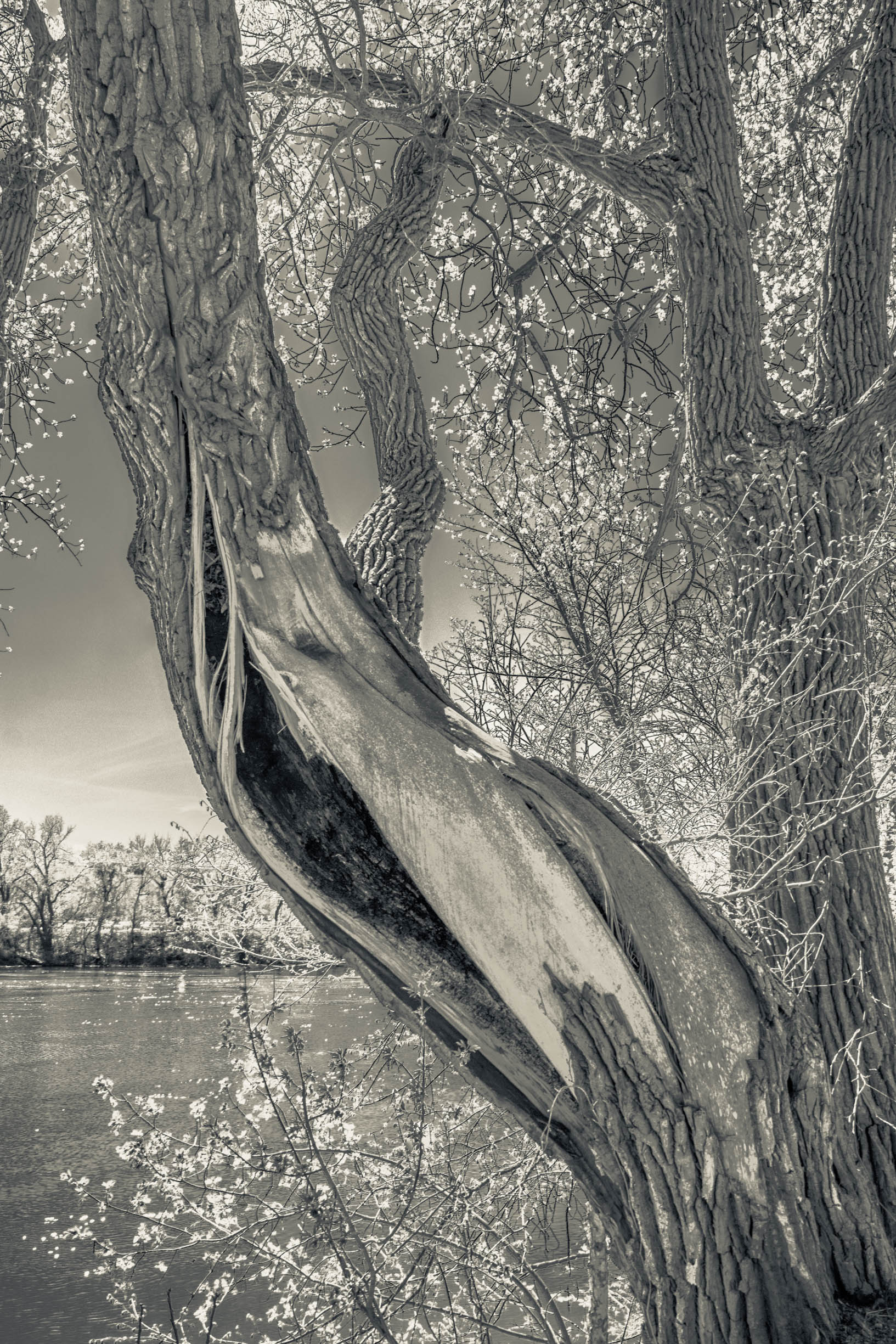 Wrecked Tree in Springtime