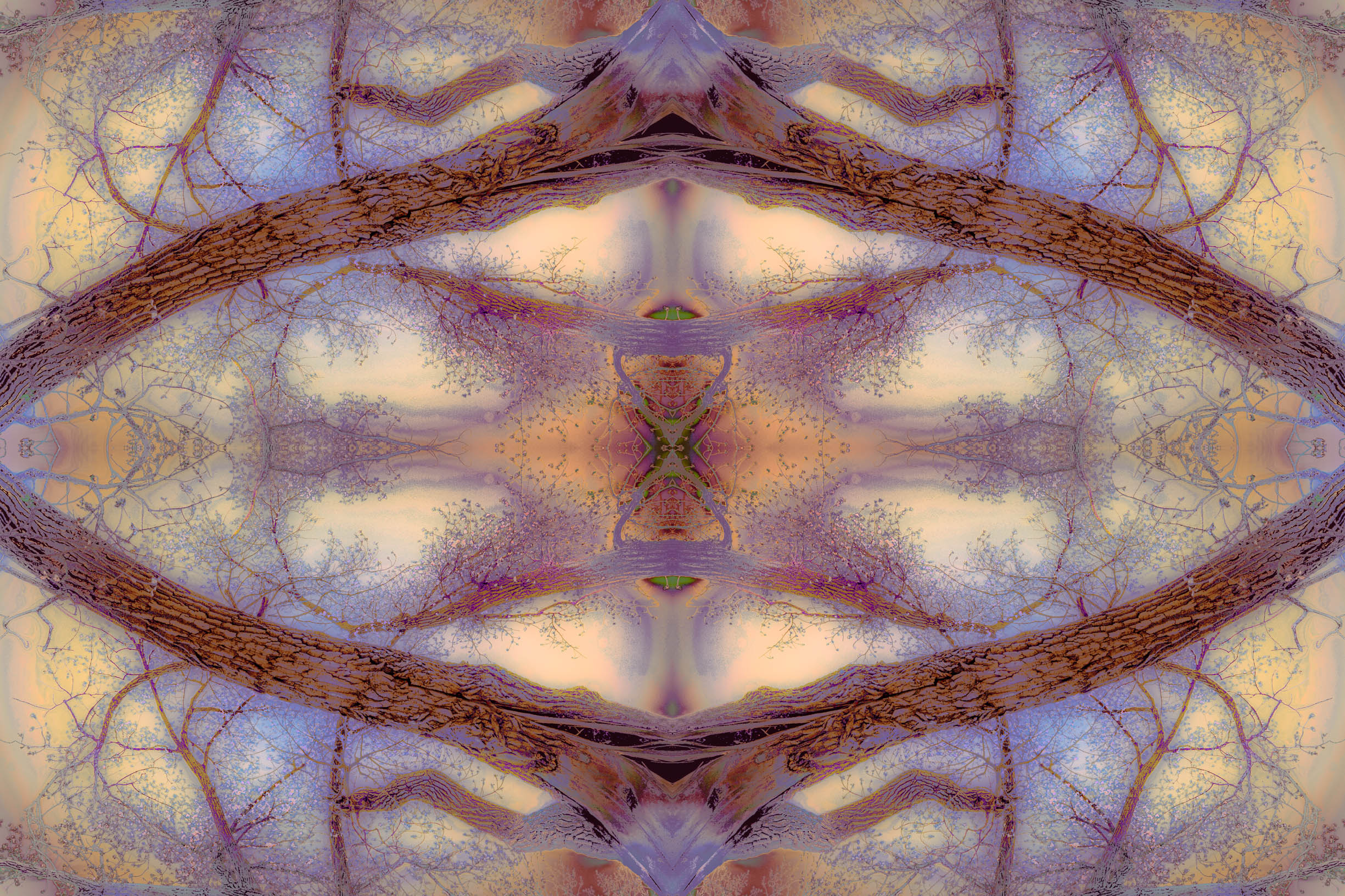 Tree Mandala