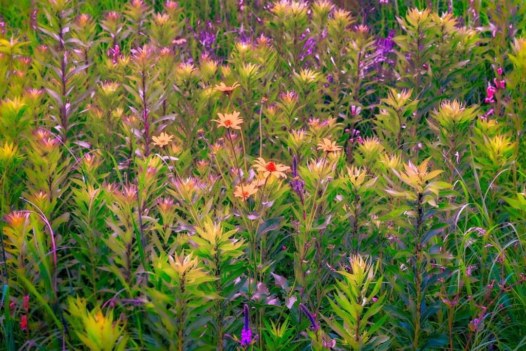 Heavenly Garden