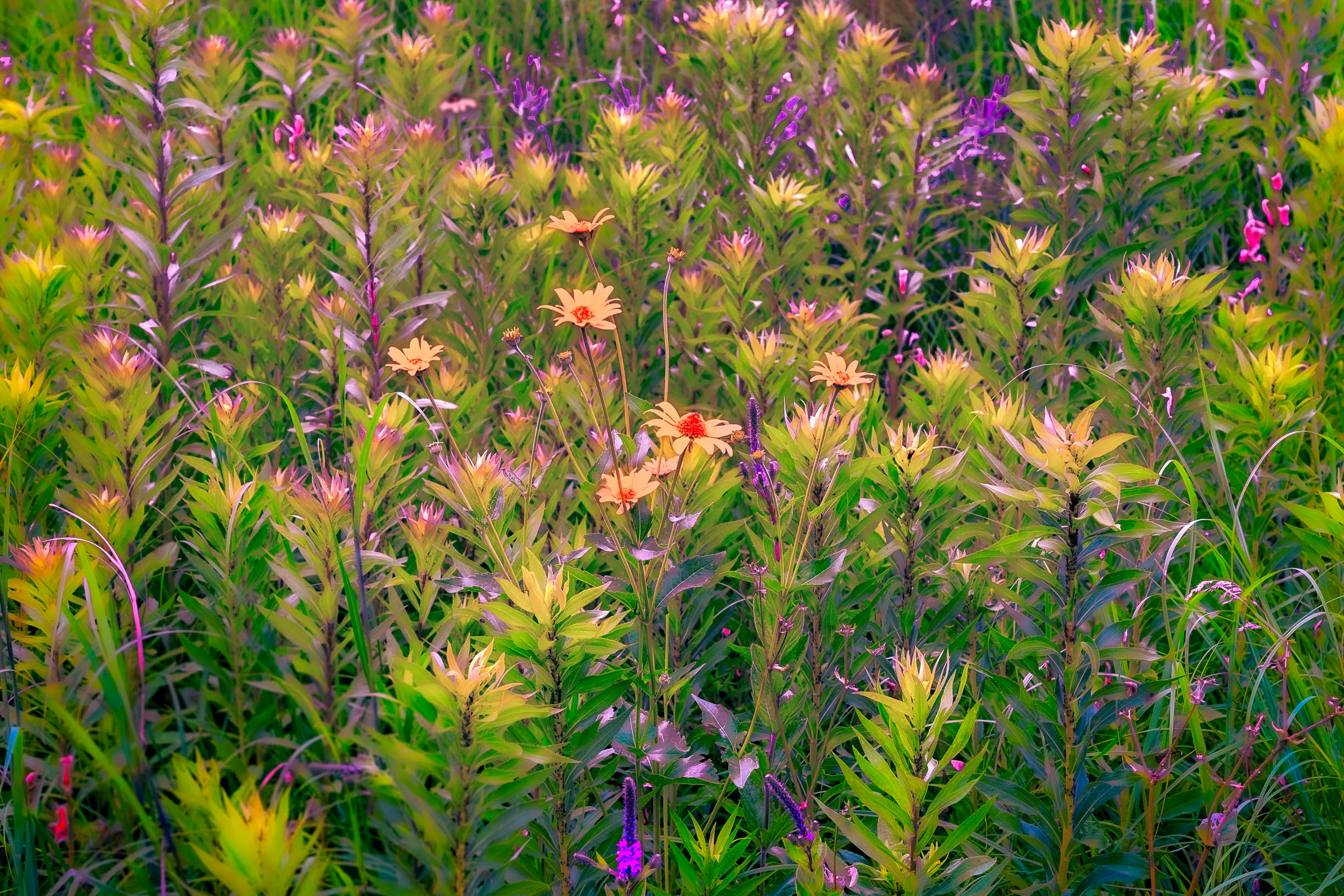 Heavenly Garden