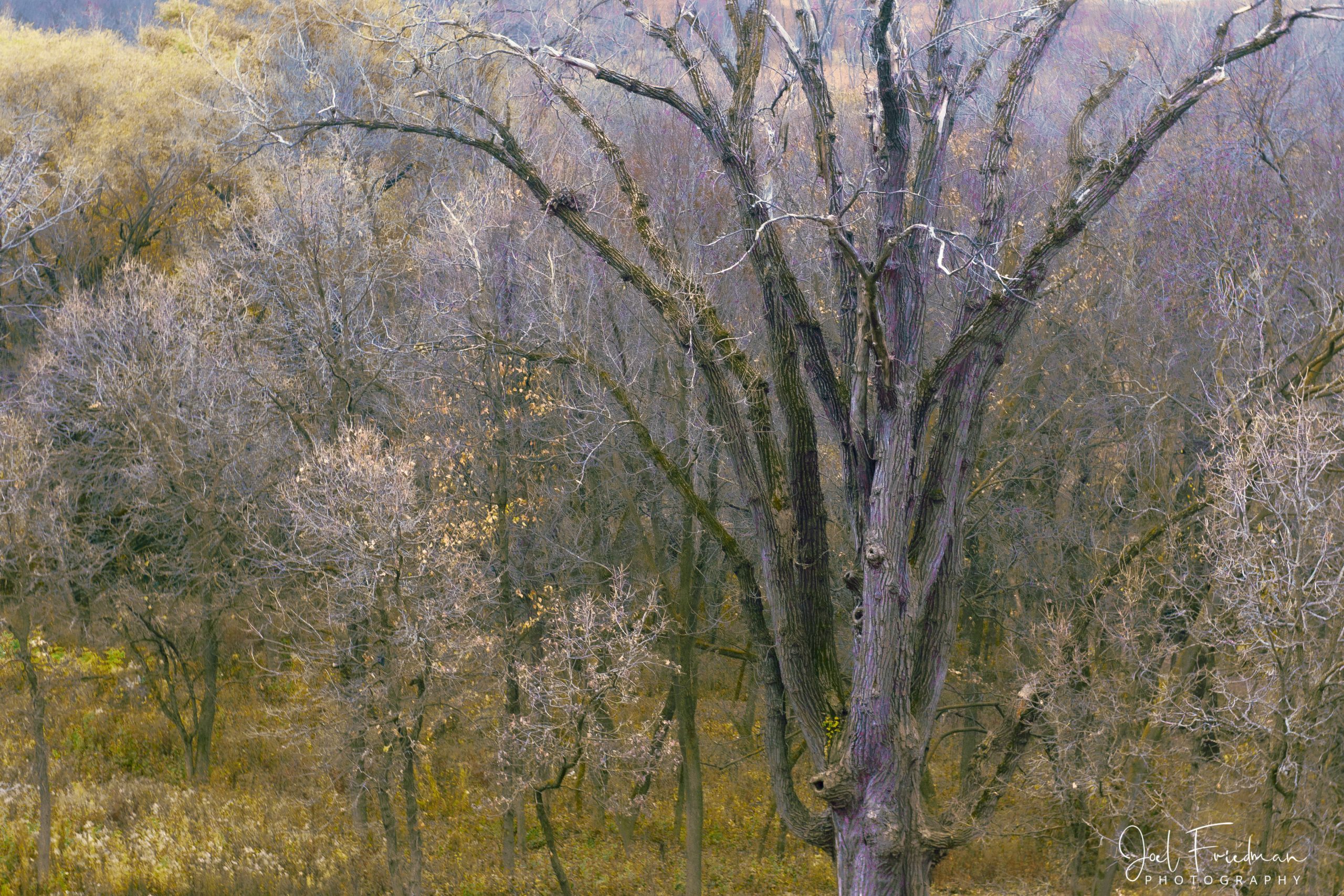 Photographic Print